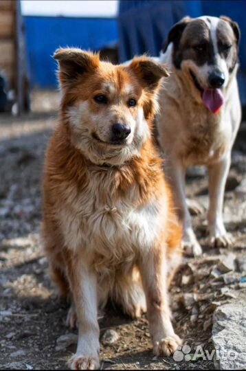 Собака в добрые руки