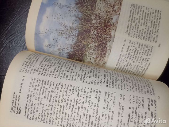 Лекарственные растения Костромской области