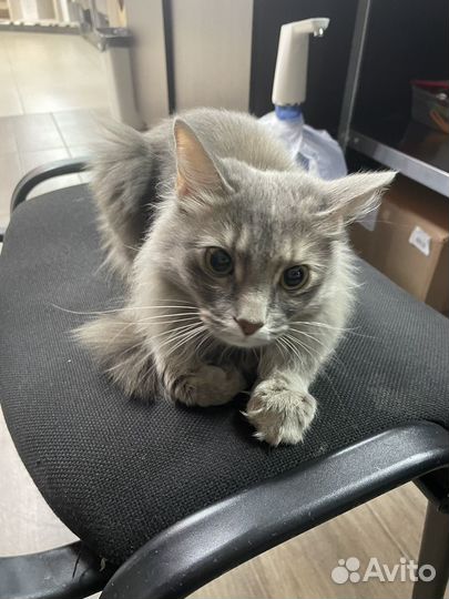 Кошка в дар бесплатно