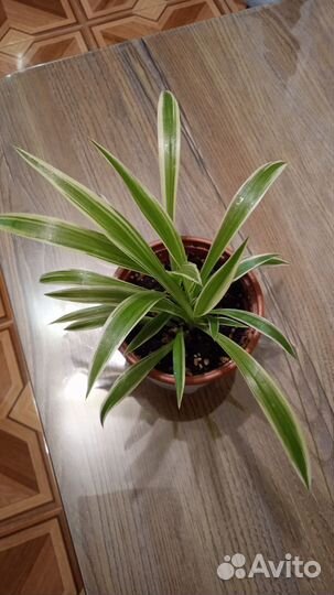 Хлорофитум