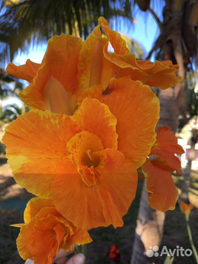 Орхидея фаленопсис сортовые