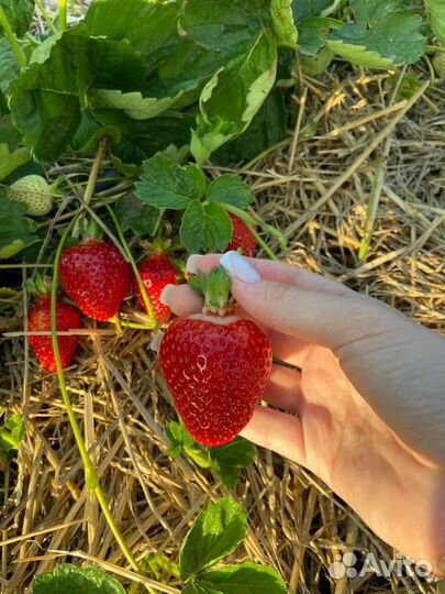 Рассада клубники азия