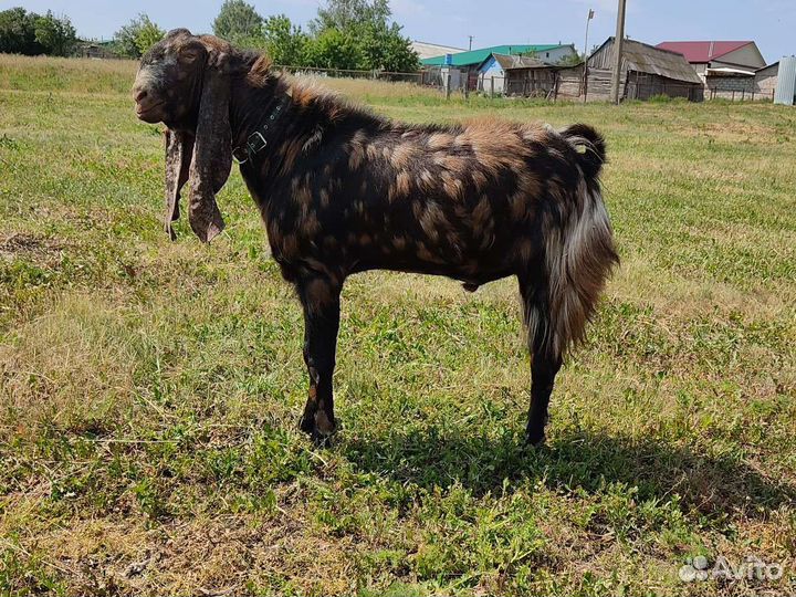 Чистопородный камори