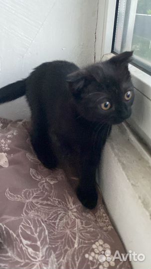 Котенок девочка