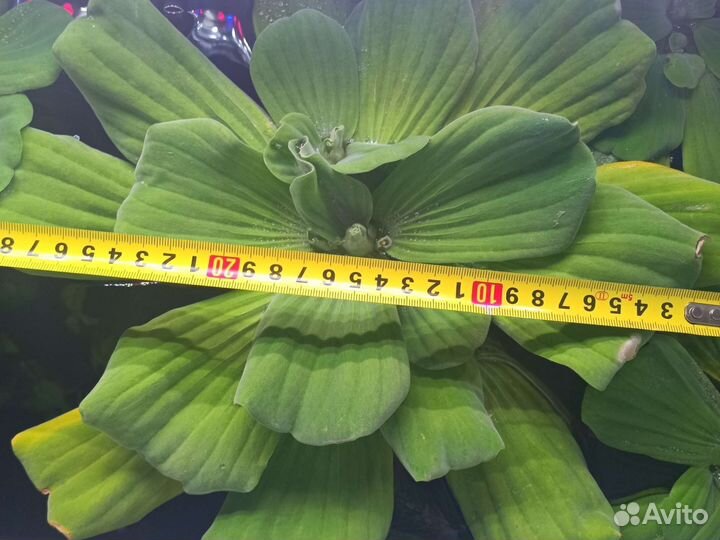 Гигантская пистия