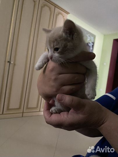 Котеночек с ладошку