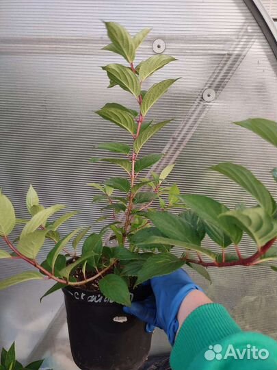 Гортензия саженцы