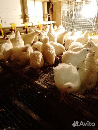 Инкубационное яйцо техасского перепела