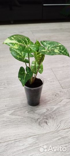 Сингониум Панда