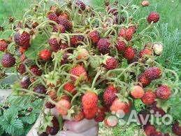 Земклуника клубнизика клубника рассада