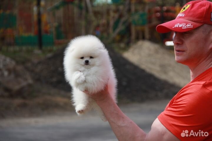 Щенки шпица. Иркутск