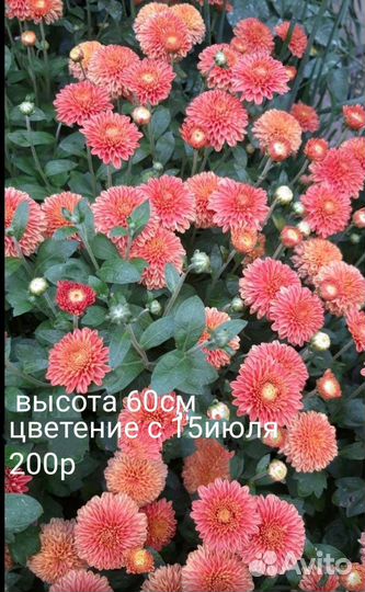 Цветы корнями