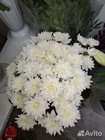 Хризантема кустовая