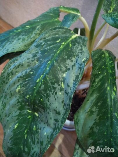 Аглаонема гигант Jade Queen