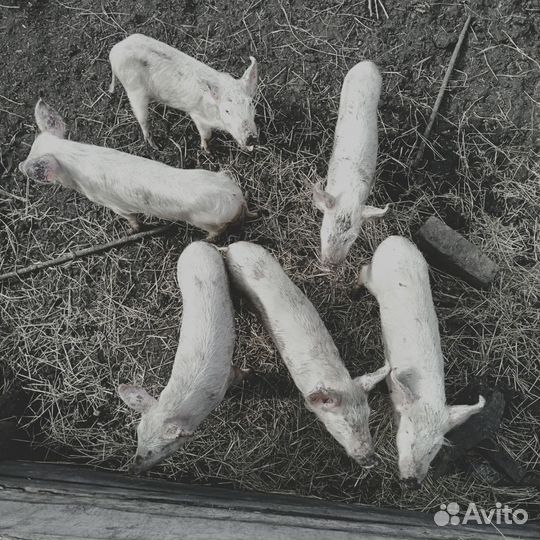 Поросенок ландрас