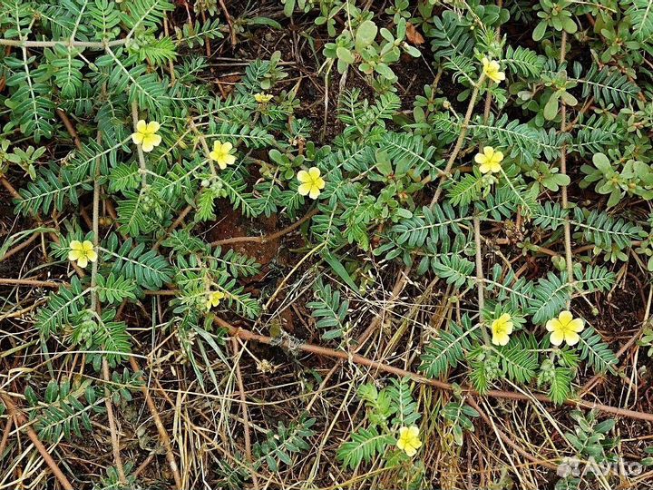 Трибулус 200 гр