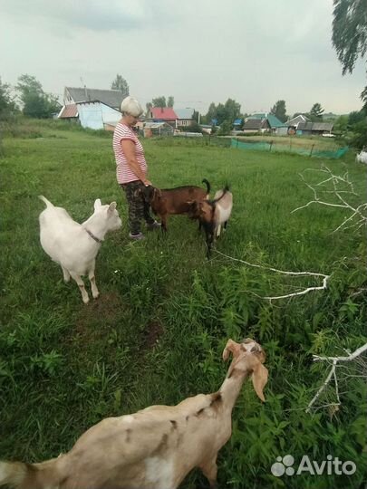 Козы