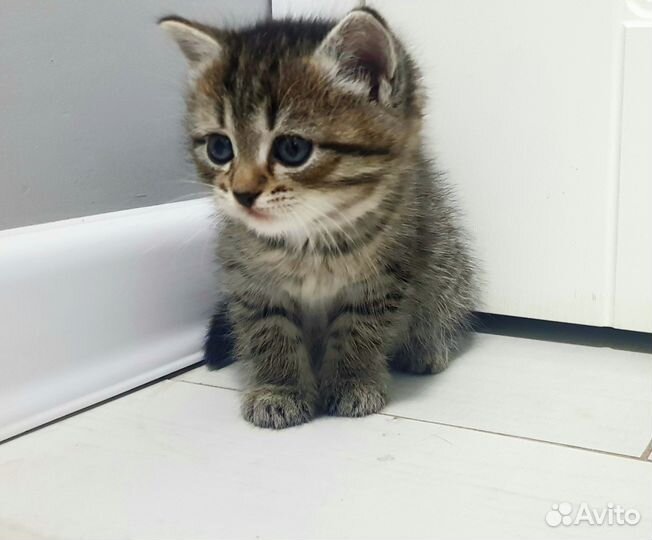 Котята - забронированы