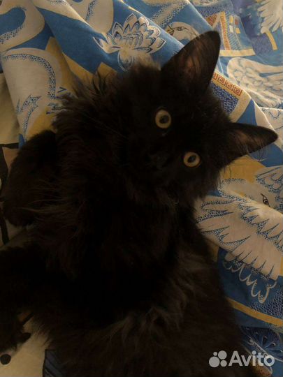 Отдам котёнка в хорошие руки