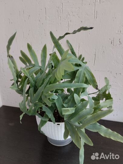 Папоротник