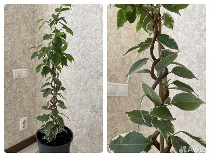 Фикусы Бенджамина (эксклюзив)