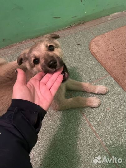 Щеночек девочка