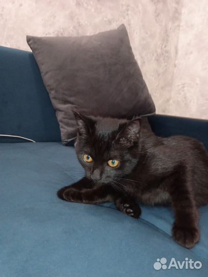 Кошка в добрые руки