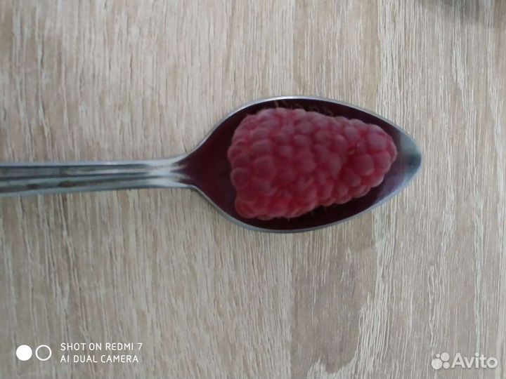 Саженцы малины