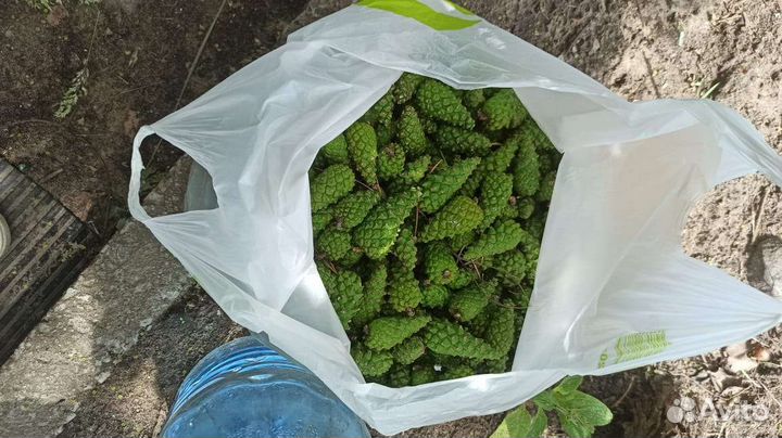 Шишки сосновые