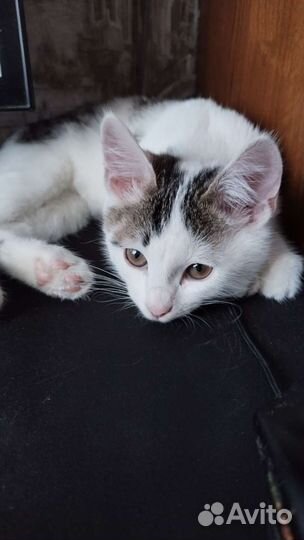 Классный котик