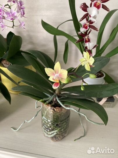 Орхидея фаленопсис