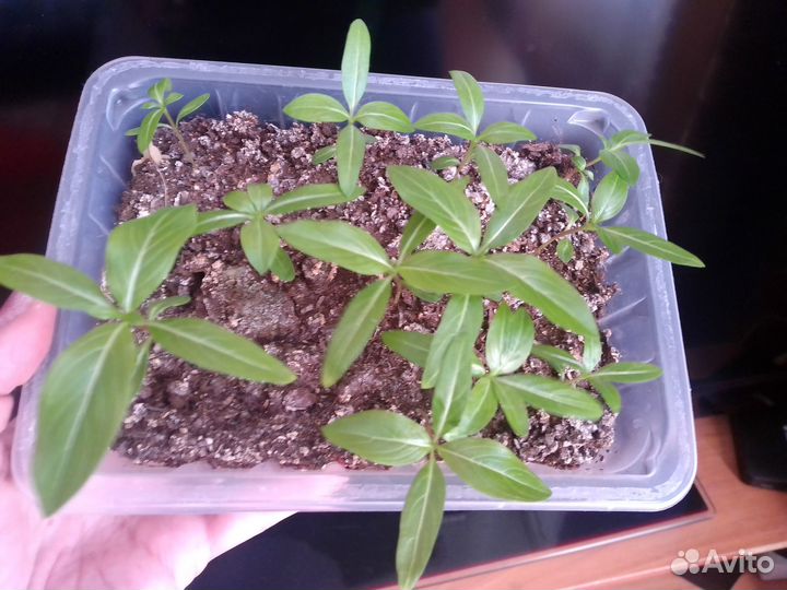 Катарантус