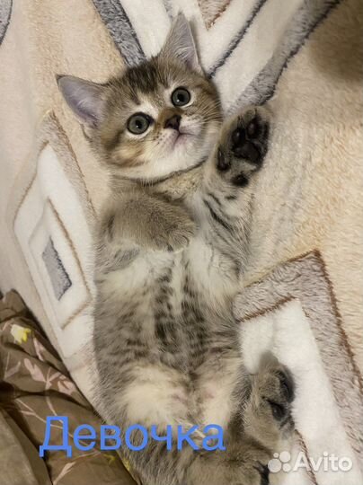 Шотландские котята