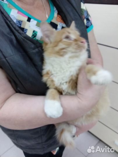 Кошки в добрые руки