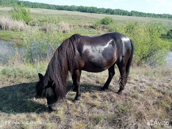 Шетлендская пони. Кобыла. 7 лет