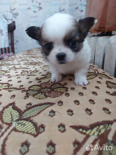 Щенки чихуахуа