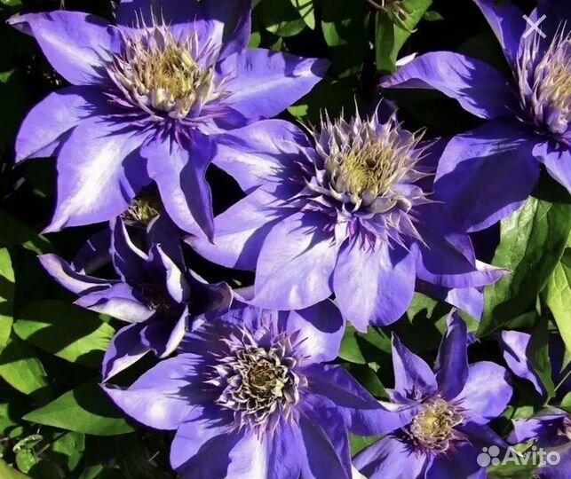 Большие сортовые клематисы