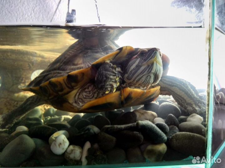 Черепашки красноухие