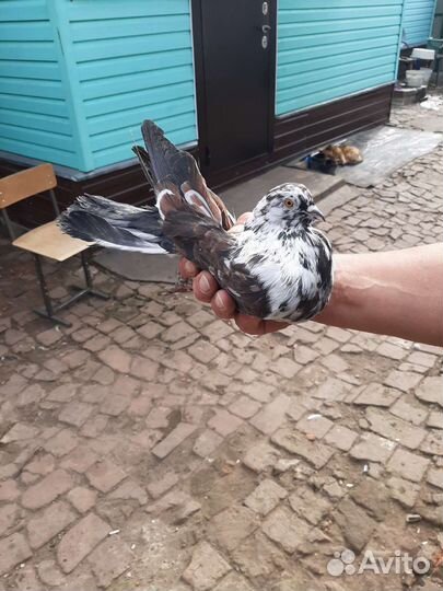 Высоколётные голуби