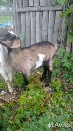 Козлики нубийские