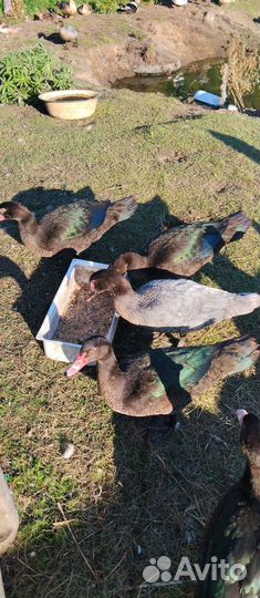 Мускусные утки (индоутки)