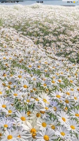 Участок 12 сот. (ИЖС)