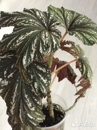 Бегония кейн, Akonitifolia