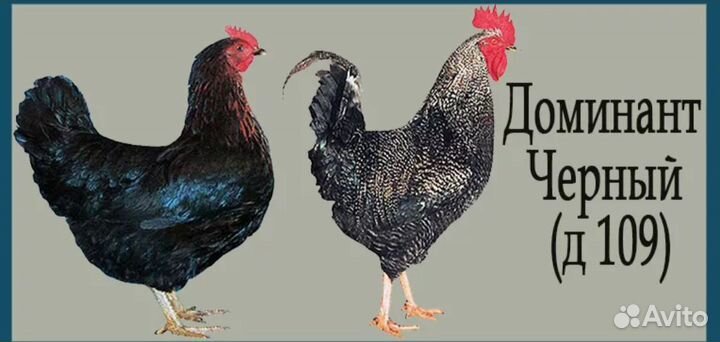 Доминант дс-109 доминант GS-459