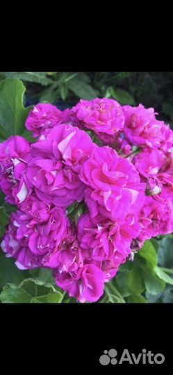 Продам цветы