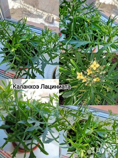 Цветы разные часть 1