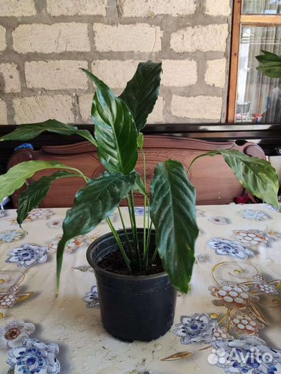 Спатифиллум женское счастье