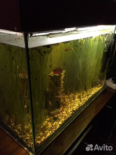 Аквариум