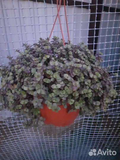 Укорененные черенки