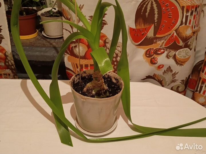 Лечебный цветок